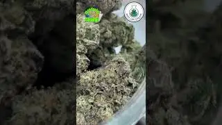 Mendocino Skunk &ndash; Classic Sweet Skunk Hybrid | WhiteLabs Thailand