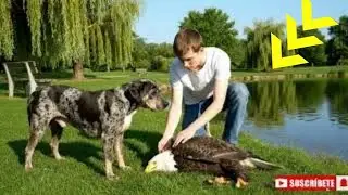 Dog Leads Man to Dramatic Eagle Rescue from Snake | WildAnimalRescueTV