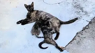Cyprus: The Island of Cats