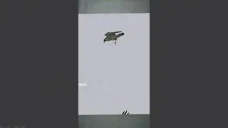 most fast bird//🐥//#space #shortfeed #ytshort #factshorts
