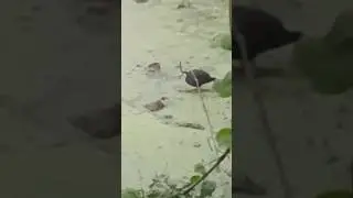 Pet Cat, Pet Dog & Crow, bird, Kolkata India #cat #petcat #pet #petcatvideo #catvideo #crow #dog