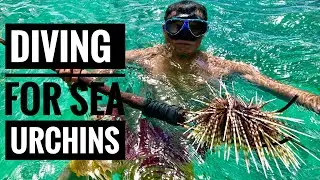 DIVING AND EATING RAW SEA URCHINS (TUYOM/SIJOK) | BOHOL PHILIPPINES