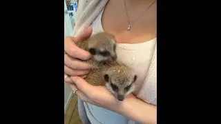 The Animal Experience goes virtual!