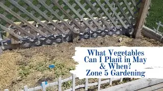 What Can I Plant in May in Zone 5? // Zone 5 Gardening // Spring Garden Planting