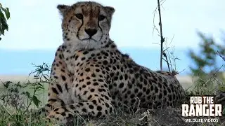 Cheetah Coalition On The Move | Maasai Mara Safari | Zebra Plains