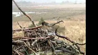 STONECHAT ON NEST - Dyfi Osprey Project