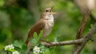 Bird Sound Ringtone ।। Best Bird Ringtone
