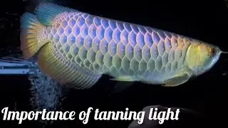 How Tanning Lights Transform Arowana Breeding Success.