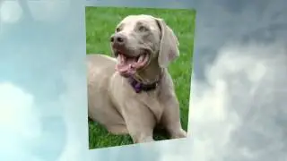 Weimaraner Vorstehhund Temperament