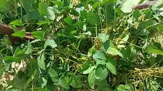 How we start (Soy): 2022 Soy beans production (potash effect), trials video 2, Kano Nigeria