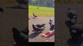Hand Fed Pigeon, Seagull Watching / Town Square Wildlife 4K