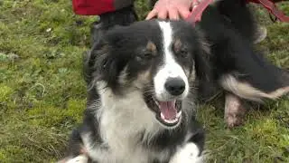 Des chiens secouristes formés dès le plus jeune âge