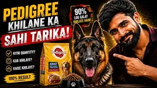 Dog ko Pedigree kaise khilaye? | Full Guide for Beginners in Hindi | Dog Feeding Tips with Pedigree