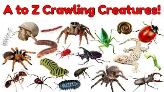 A to Z Crawling Creatures for Kids | Bug, Insect & Spider Names for Preschoolers |Crawling Creatures