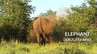 SOUTH AFRICA baboon, elephant, giraffe and more (Kruger n.p.)