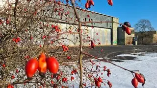 Аэродром Altes Lager. Ангары в зимнюю пору 20.01.2026