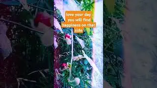 Sweet Fruit Memory1