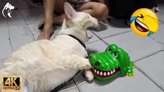 Best Funniest Cats and Dogs Moments In 2026| Try not laugh challenge 🤣