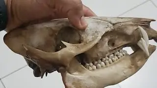 Cade A Cabeca Do Caititu?