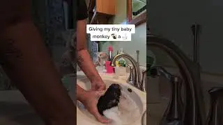 Giving my tiny baby monkey 🐒 a 🛁