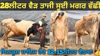 ਜਾਇਜ ਰੇਟ 3 ਗਾਵਾਂ ਵੀਕਾਓ। cows for sale/vadiya farm/1-1-26