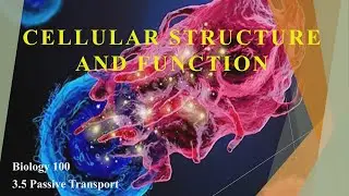 Cell Structure and Function : Passive Transport