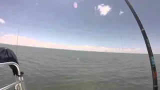 DOA jerk bait!