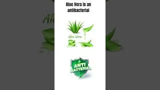 #shorts #aloevera |does aloe remove tartar |how does aloevera reduce dental plaque