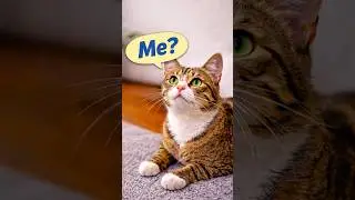 Does Your Cat Know Its Name? 🐱