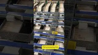 Seafood processing line manufacturer weight grader #fishprocessing #seafoodprocessing #foodmachinery