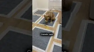 WB: 765794983 OZON: 3407477622 Яндекс Маркет: 5049161769  Пеленки ОK, poodle