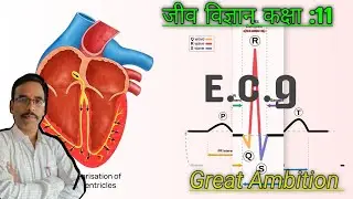 विद्युत हृद लेखन🌹 ECG 🌹जीव विज्ञान 🌿कक्षा 11वी ✍️Great Ambition 💯