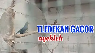 Tledekan Gunung Gacor Birahi‼️ cocok buat pancing lawan biar bunyi #tledekangununggacor 