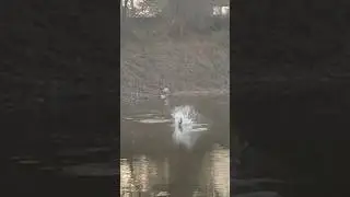 jungali maral ka attack #snakehead #snakehead fishing #maral fish #snakehead attack frogs