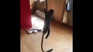 #cat #catlover #catshorts #catvideos #catlife  #catskills #cats