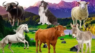 Farm Animal Sounds - Lion, Elephant, Giraffe, Wolf, Tiger, Rhinoceros... - Animal Moments
