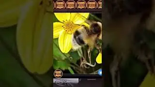 Amazing Honey Bee 🐝 closer look #shortvideo #minecraft #honey #shorts