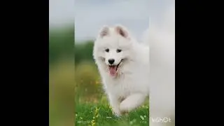 Beautiful animals wallpaper || for home screen/ lock screen 🥰🥰