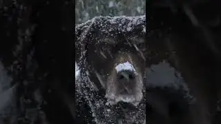 Dog In Snow #funny #animals #dog #snow #fyp