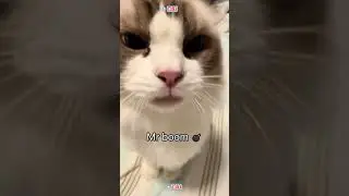 #PuppyLaughs 😂🐾