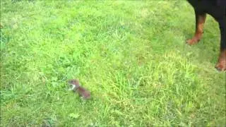 vessla.wmv