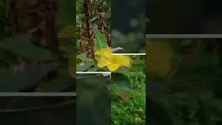 Snapseed Photo editing|Photo Editing malayalam| Snapseed