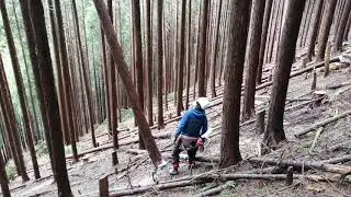 ある日の中堅職員による伐採風景