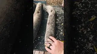 Mushroom Logs - How To Start Them So They Produce For YEARS #mushroomgrowing #growmushrooms