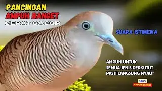 Zebra Dove call Perkutut Lokal  Cepat Bunyi dengan Suara Ini | PANCINGAN PERKUTUT LOKAL GACOR | 178