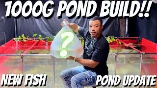 ПОКУПКА НОВОЙ РЫБЫ-ЧУДОВА ДЛЯ МОЕГО 1000G ДОМАШНЕГО РЫБНОГО ПРУДА!!