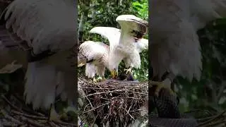 Two White Eagles Ripping a Cobra in Their Nest | The Ultimate Predator Showdown#shorts #wildlife