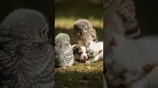 The Kitten Takes Care of the Hungry Puppy So Youll Smile Instantly #cute #pets #animal