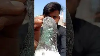 KALSIRA KABOOTAR 🤯 OMG 😳 #trending #shortsfeed #shorts #foryou #viralvideo #kabutar #pigeon