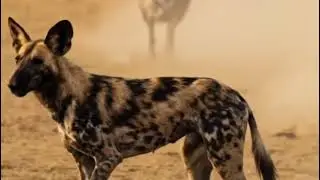 Animal Wild Life: Zebra save his kids from the wild dogs